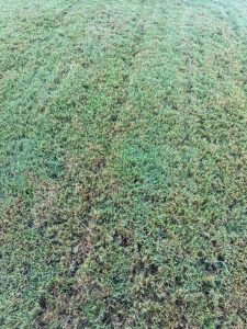 Sprinkler Repair Pflugerville